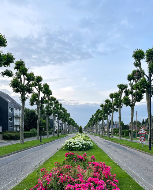 Avenue Plantation